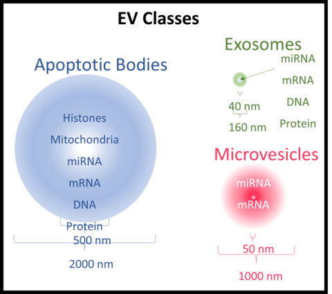 cells under both physiological and pathological conditions.  Extending in size over the nanometer to micrometer size range 