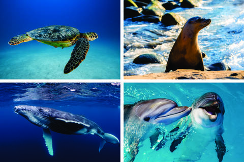 Photo montage with images of a sea turtle, sea lion, whale, and dolphins. 