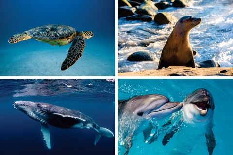 Photo montage with images of a sea turtle, seabird with spotted turquoise egg, whale, and dolphins.