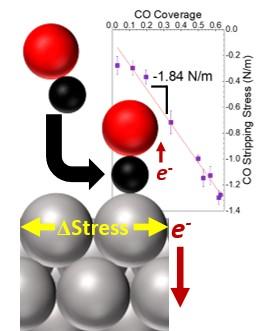 Computational model of the impact of CO coverage on surface stress of Pt (111) surface.