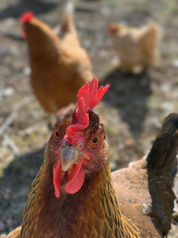 A feisty-looking chicken with a red comb stands in the sun with other chickens in the background. 