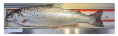 Atlantic salmon fish on a ruler, measuring about 47 cm from head to tail