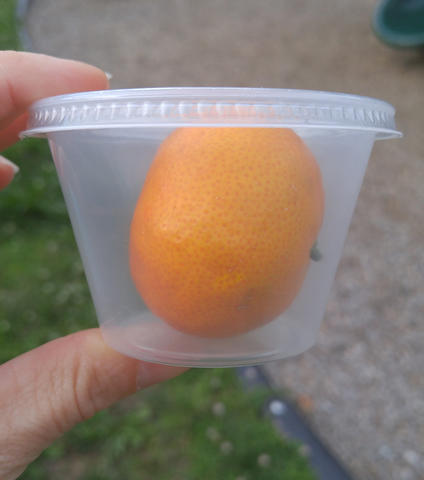 A small orange is packaged in a plastic container with a lid. 