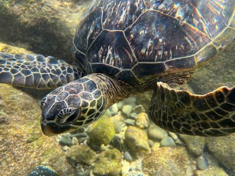 Close up picture of green sea turtle swimming over rocky reef