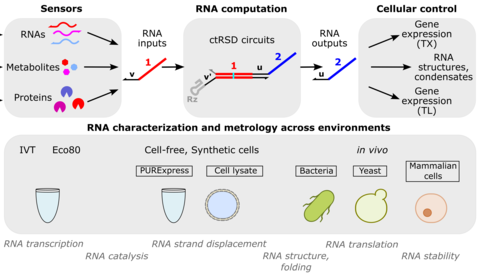 Overview of RNA computation for cellular control
