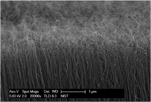Microscope image shows vertical nanotubes that look like tall, thin grasses. 