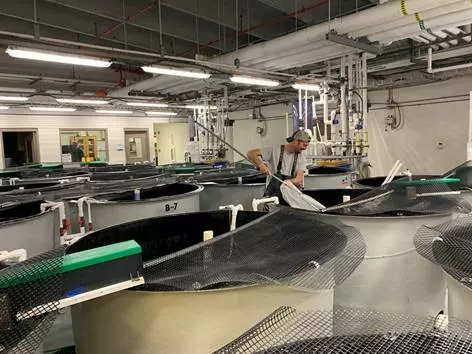 The HML’s aquatic production facility used for rearing fish and conducting replicated studies related to improving aquaculture production.