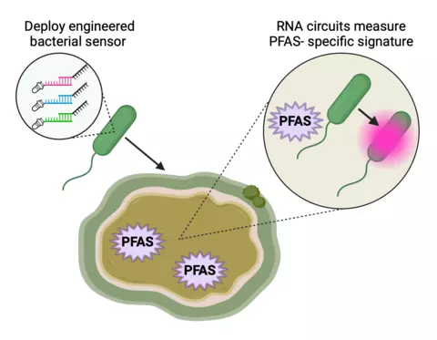 An engineered bacterial sensor is placed in a contaminated pond containing PFAS. RNA circuits in the bacterial chassis measure PFAS-specific RNA signatures. The bacterial sensor turns pink in response to the presence of PFAS.