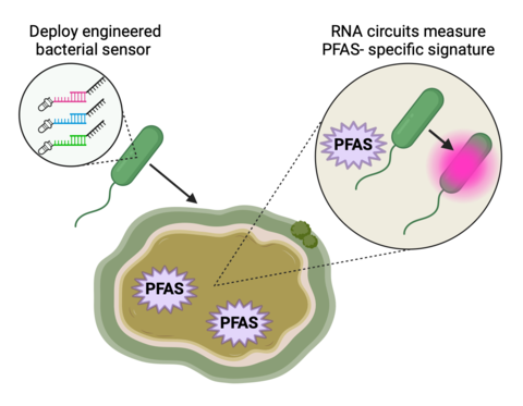 An engineered bacterial sensor is placed in a contaminated pond containing PFAS. RNA circuits in the bacterial chassis measure PFAS-specific RNA signatures. The bacterial sensor turns pink in response to the presence of PFAS.