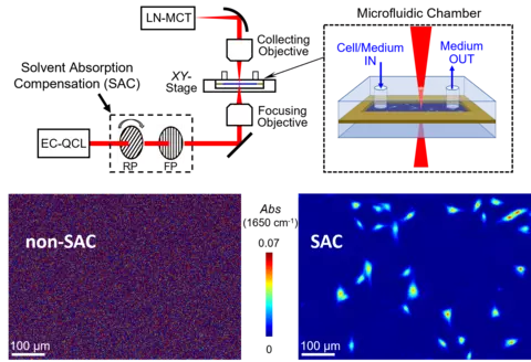 SAC-IR microscopy for live cell imaging