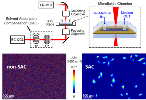SAC-IR microscopy for live cell imaging