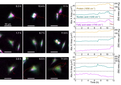 Time-traces of per-cell mass