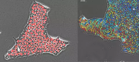 Example output of computational segmentation of individual cells in a stem cell colony (left). Example output of individual cell metrics across a stem cell colony tracked over time. 