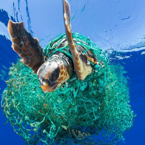 Under water photo of a turtle caught in debris