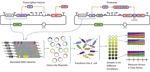 An overview of DNA plasmid design for genetic constructs that measure protein function in high throughput assays