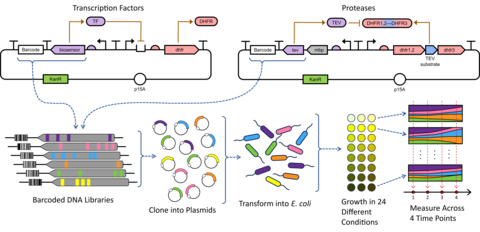 An overview of DNA plasmid design for genetic constructs that measure protein function in high throughput assays