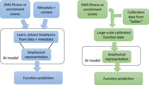 A two sided flow chart illustrating different workflows for training AI models for protein function prediction