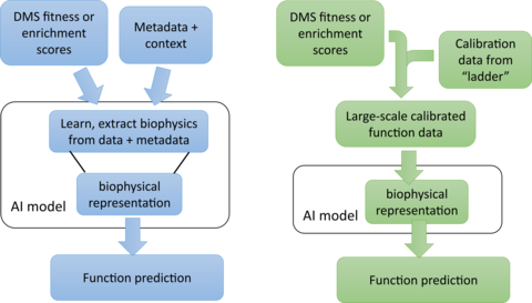 A two sided flow chart illustrating different workflows for training AI models for protein function prediction