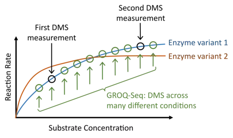Two logarithmic curves illustrating different functions of protein variants