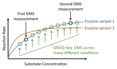 Two logarithmic curves illustrating different functions of protein variants