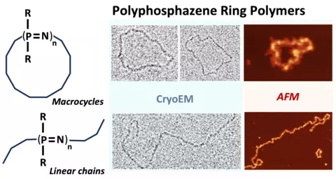 CryoEM image of ring and linear polyphosphazene 
