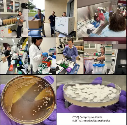 AMPHORA interlaboratory
