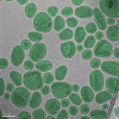 A group of oval-shaped nanoparticles looks like stones on a gray surface.