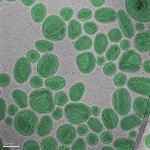 A group of oval-shaped nanoparticles looks like stones on a gray surface.