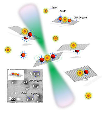 quantum dots and gold nanoparticles