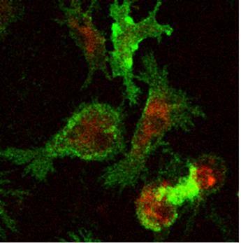 Molecule fluorescing with GFP and RFP