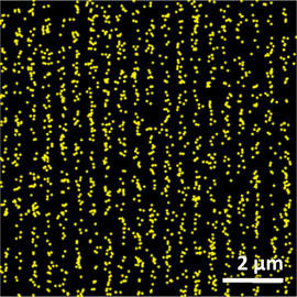 Raw PALM fluorescence image