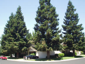 photo of house surrounded by trees