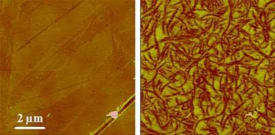 AFM and EFM images