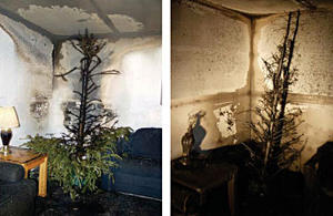 photos of two Christmas trees