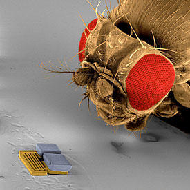 close up of a microbot next to the head of a fruit fly to show how tiny microbots are