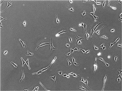 live-cell-phase-contrast-image-NIH3T3