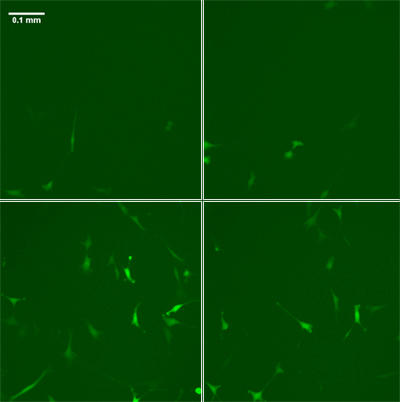  Time lapse fluorescence images of a cell culture (clockwise from top left, start - 14 hours - 28 hours - 42 hours) reveal how the expression of a particular gene in the culture varies not only from cell to cell, but with time.