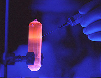 Purified DNA fluorescing orange under ultraviolet light.
