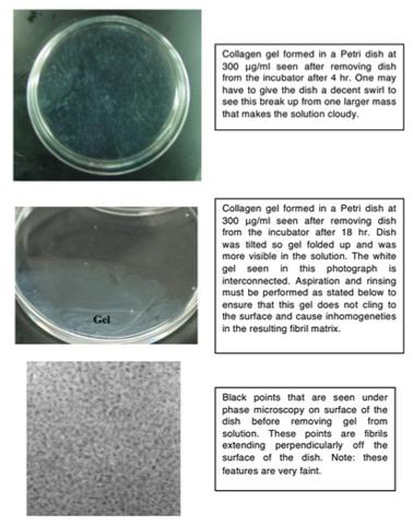 collagen incubation