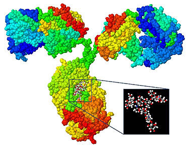  Immunoglobulin G (IgG) antibody molecule with glycan attached. Inset shows glycan structure.