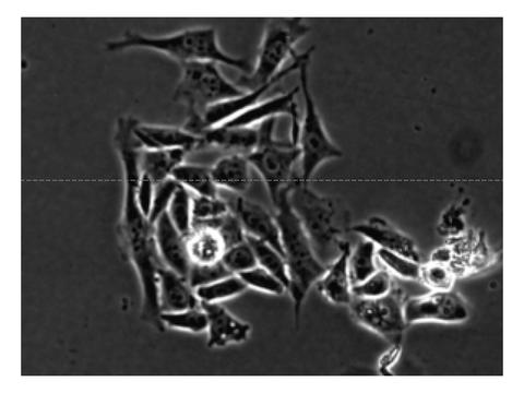 Cho cell line