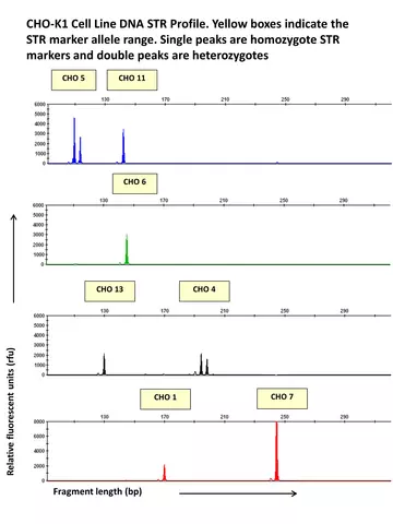 CHO dna str profile