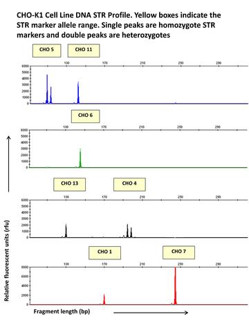 CHO dna str profile