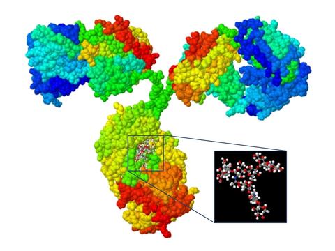 IgG with glycan