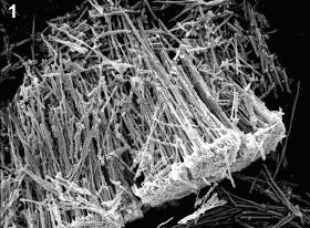 tungsten oxide nanotubes released from their scaffold tungsten oxide nanotubes released from their scaffold