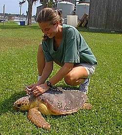 NIST research biologist Jennifer M. Keller taking a blood sample from a loggerhead turtle