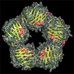 c reactive protein