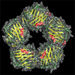 Computer-generated image of the structure for C-reactive protein