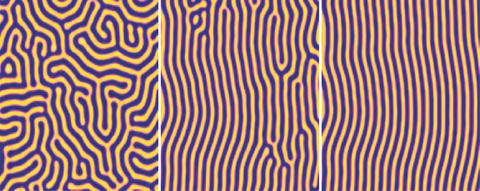 Image of Simulated zone annealed block copolymer morphology Image of Simulated zone annealed block copolymer morphology