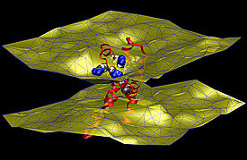 An imaging technique known as neutron diffraction, used along with molecular simulations, revealed that an ion channel’s voltage sensing domain perturbs the two-layered cell membrane that surrounds it.